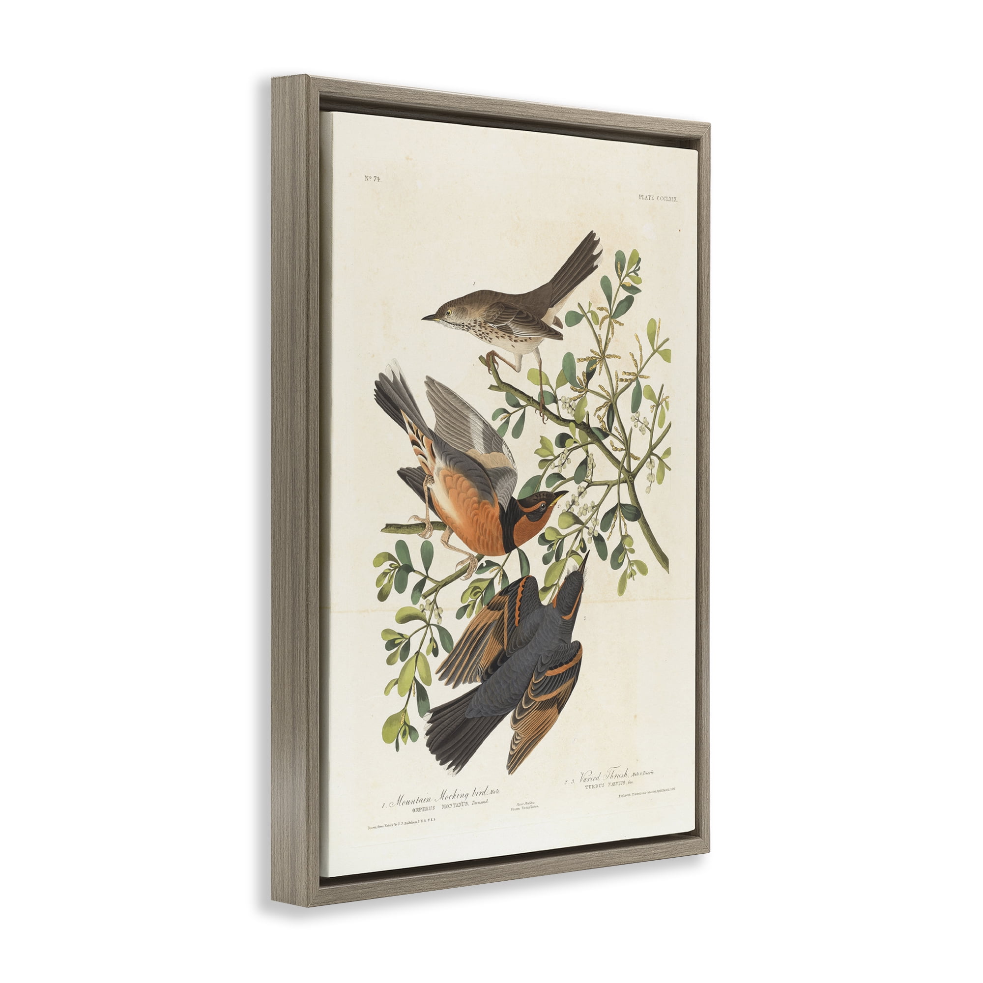 Stupell Industries Classic Audubon Bird Study Animals Painting Brown Floater Framed Canvas Art Print Wall Art, 21 x 31