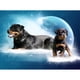 thumbnail image 1 of Cuadros Decorativos (DE2999) 5D DIY taladro completo diamante pintura perro punto de cruz bordado mosaico Kit 40x50cm Ehuebsd embutido en tela, 1 of 1