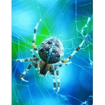 Notebook: Crder Garden Female Spider Scary Hairy 8.5" x 11" 150 Ruled Pages (Paperback)