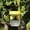 Yellow, variant on ZZERHUOO Ccvvyr456 Safer Moth for Outdoors Catcher Outdoor For Garden Yard Orchard Reusable