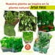 thumbnail image 4 of Planta artificial moderna con maceta decorativa Real Style Árbol peral grande de 150cm de alto Artego para hogar sala comercio oficina, 4 of 9