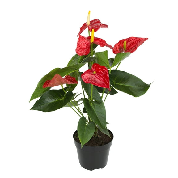 Red Anthurium in 8" Grower Pot, Air Purifying Live Plant, Easy Plant Gift