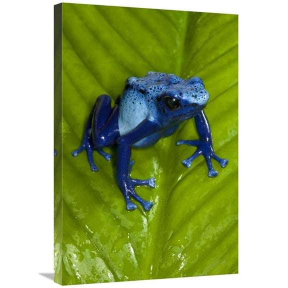 20 x 30 in. Blue Poison Dart Frog Very Tiny Poisonous Frog, Native to South America Art Print - San Diego Zoo
