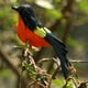 thumbnail image 2 of Pájaro artificial Zulema Gorrión realista, 2 of 5