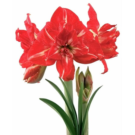 Rock n' Roll® Symphony Amaryllis - 22-26 cm bulb
