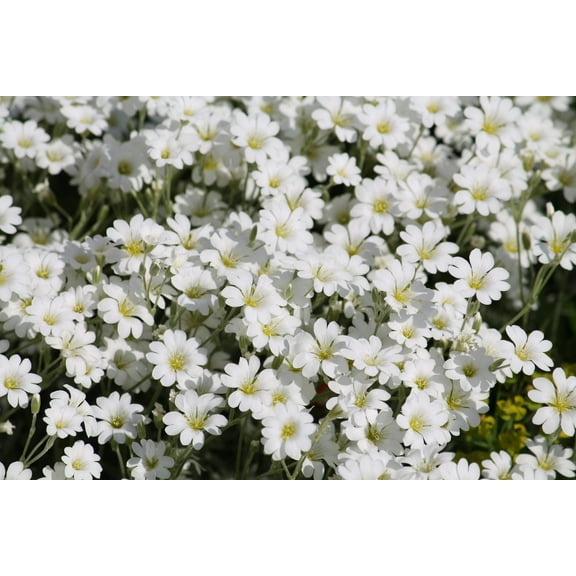 1500 SNOW IN SUMMER (Chickweed) Cerastium Biebersteinii Flower Seeds