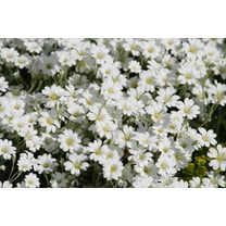 1500 SNOW IN SUMMER (Chickweed) Cerastium Biebersteinii Flower Seeds