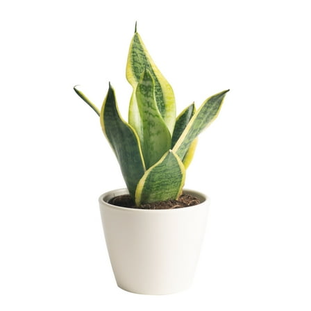 Costa Farms 6-8" Tall Snake Plant, Bright Indirect Sunlight, Indoor Live House Plants, Décor Pot
