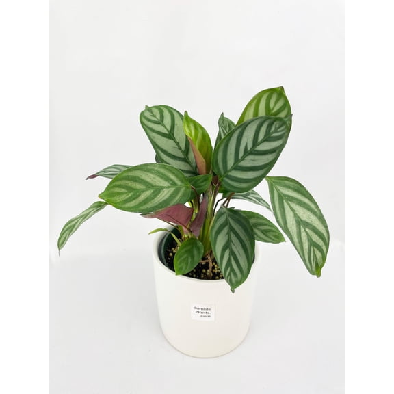 Bumble Plants Calathea Freddie - Full Live Colorful Houseplant in Nursery Pot, Easy Care, Indoor Plant for Beginners