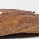 thumbnail image 2 of Hoja De Almendra 10 Uds. De hojas de almendras naturales para limpieza de peceras de acuario, hojas de Terminalia Catappa Tmvgtek Libre de BPA, 2 of 3