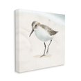 thumbnail image 3 of Stupell Industries Stepping Sandpiper Bird Ocean Shoreline Beach Scene Graphic Art Gallery Wrapped Canvas Print Wall Art, Design by Lucca Sheppard, 3 of 5
