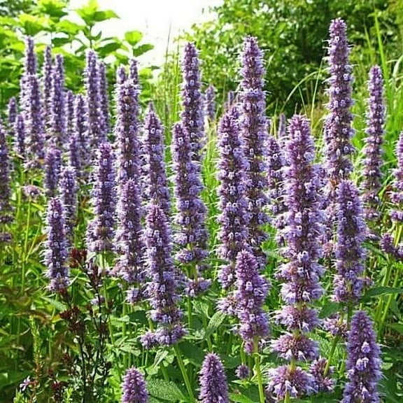 50 Giant Anise Hyssop Seeds Mint Licorice Lavender&Blue Very Fragrant Butterfies
