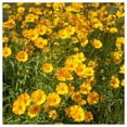 thumbnail image 4 of Everwilde Farms - 1000 Sand Coreopsis Native Wildflower Seeds - Gold Vault Jumbo Bulk Seed Packet, 4 of 5