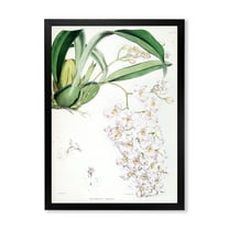 Designart 'Ancient White Orchid II' Traditional Framed Art Print