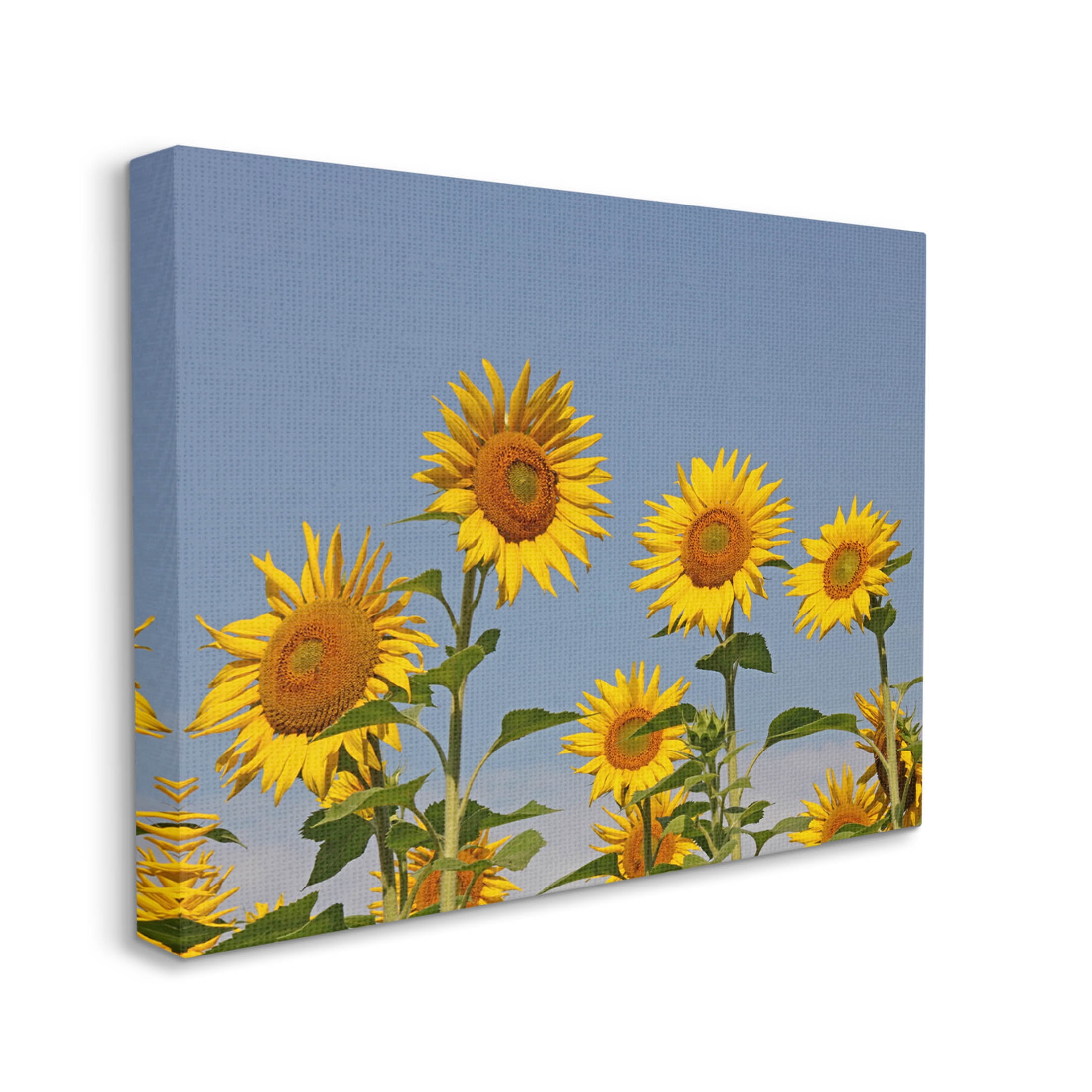 Sunflower Field Clear Sky Botanical & Floral Photograph Gallery Wrapped Canvas Print Wall Art