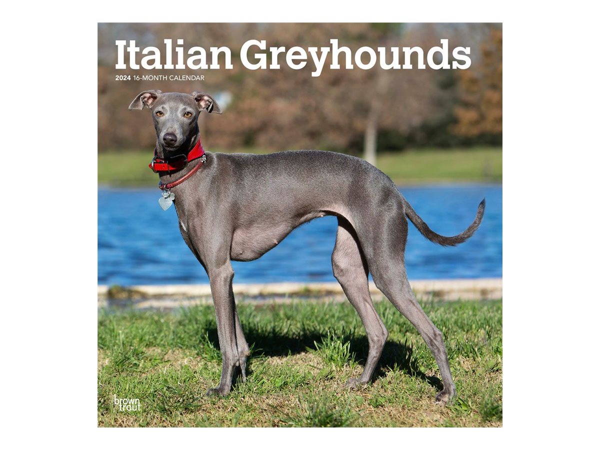 BrownTrout 16month calendar wall mount 2024 Italian Greyhounds