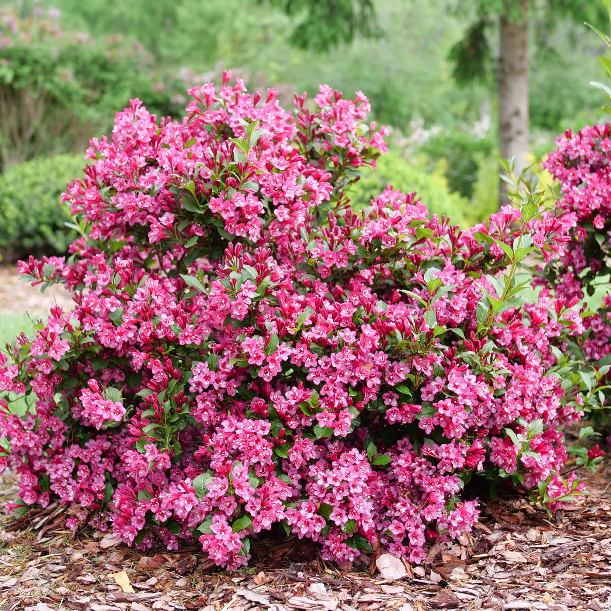 Proven Winners ColorChoice 5" Pink Sonic Bloom Punch Weigela Live Plant in 4.5" Pot (4 Count)