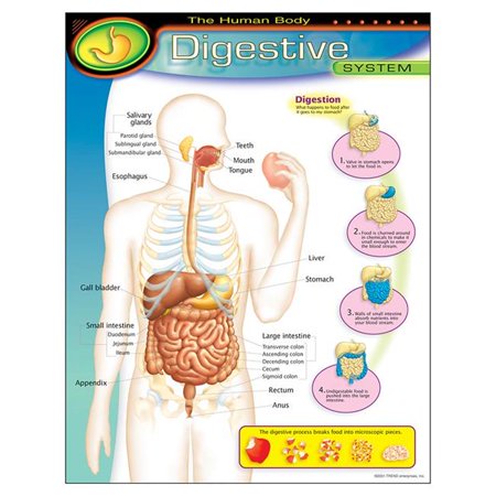 are bones easily digested by a aidi