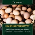 thumbnail image 4 of Snack para gallinas PROILGRUBS 4,5 kg de gusanos ricos en proteína, 4 of 7