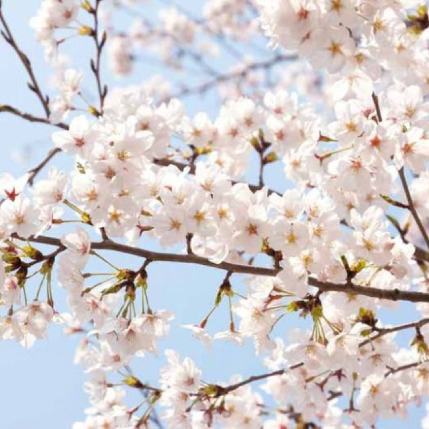 Expert Gardener 3-4 ft tall Yoshino White Flowering Cherry Live Tree in 7-Gallon Grower Pot