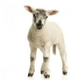 thumbnail image 2 of Agneau Wall Decal by Wallmonkeys Peel and Stick Graphic (48 in H x 48 in W) WM311160, 2 of 4