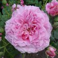 thumbnail image 3 of Heirloom Roses Pink Live Plant - St. Elisabeth of Hungary Shrub Rose Flowers - Live Rose Bush For Planting, 3 of 3