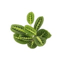 thumbnail image 3 of Live Lemon Lime Prayer Plant - 4" Decorative Holiday Pot, 3 of 5
