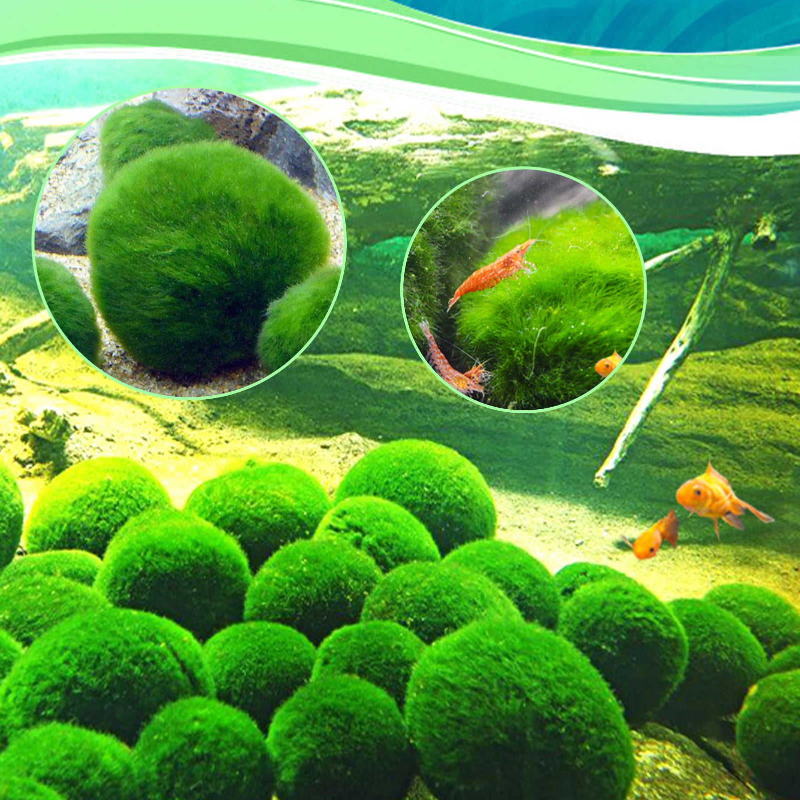 Marimo moss balls Live aquarium plant 1” (Remember to order heat packing if  needed)