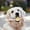 C, variante sur TIELUTT Jouets à Mâcher Durables pour Chiens Mâcheurs Agressifs Jouets Interactifs de Nettoyage des Dents pour Animaux Jouets de Dentition pour Chiots Jouet d'Os Durable pour Chiens Anniversaire Chiot Orteils pour Grands Chiens Y Mâcher Mâcher pour Chiot