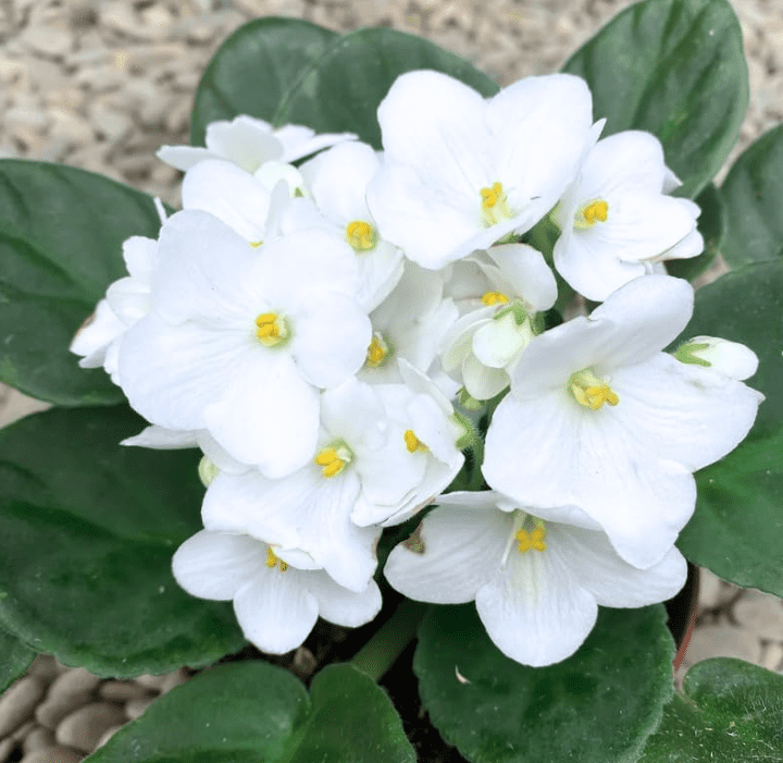 African VioletsWhite Live Plants Houseplants, African Violet Flower 3-5" Tall in 4 Inch Pot, Live African Violet Plant Indoor