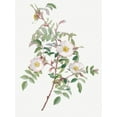 thumbnail image 2 of Redoute, Pierre Joseph 25x32 White Modern Wood Framed Museum Art Print Titled - Rosa reductea glauca, Reddish Rosebush, 2 of 4