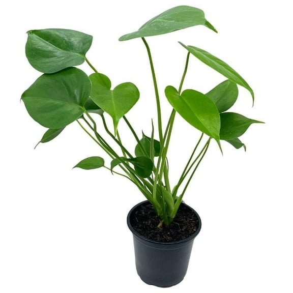 Florida House Plants Monstera Deliciosa Live Plants in 4" Pots