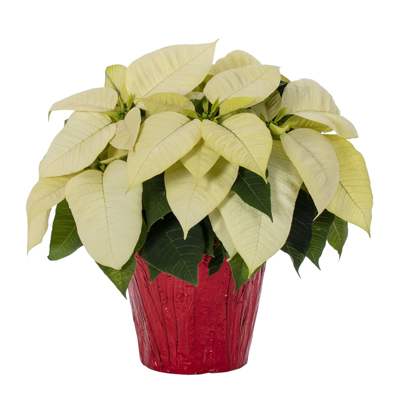 Holiday Time 1.5QT White Poinsettia Live Houseplant Red Foil Cover Indirect Sunlight 3 Pack