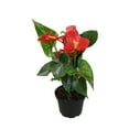 thumbnail image 2 of 12-18" Flamingo Flower, Red Anthurium | Easy Houseplant | Filtered Sun | Element by Altman Plants, 2 of 10