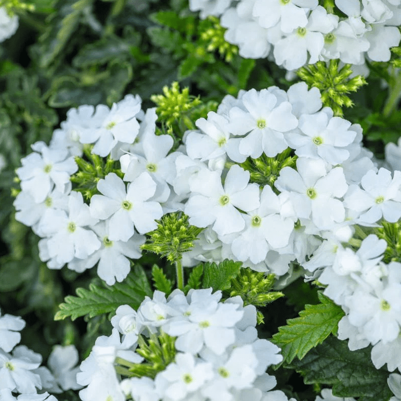 White Verbena Live Plant, Perennial Flowering Plant 4-7 Inch Tall, Trailing White Blooms for Garden, Zones 7–11