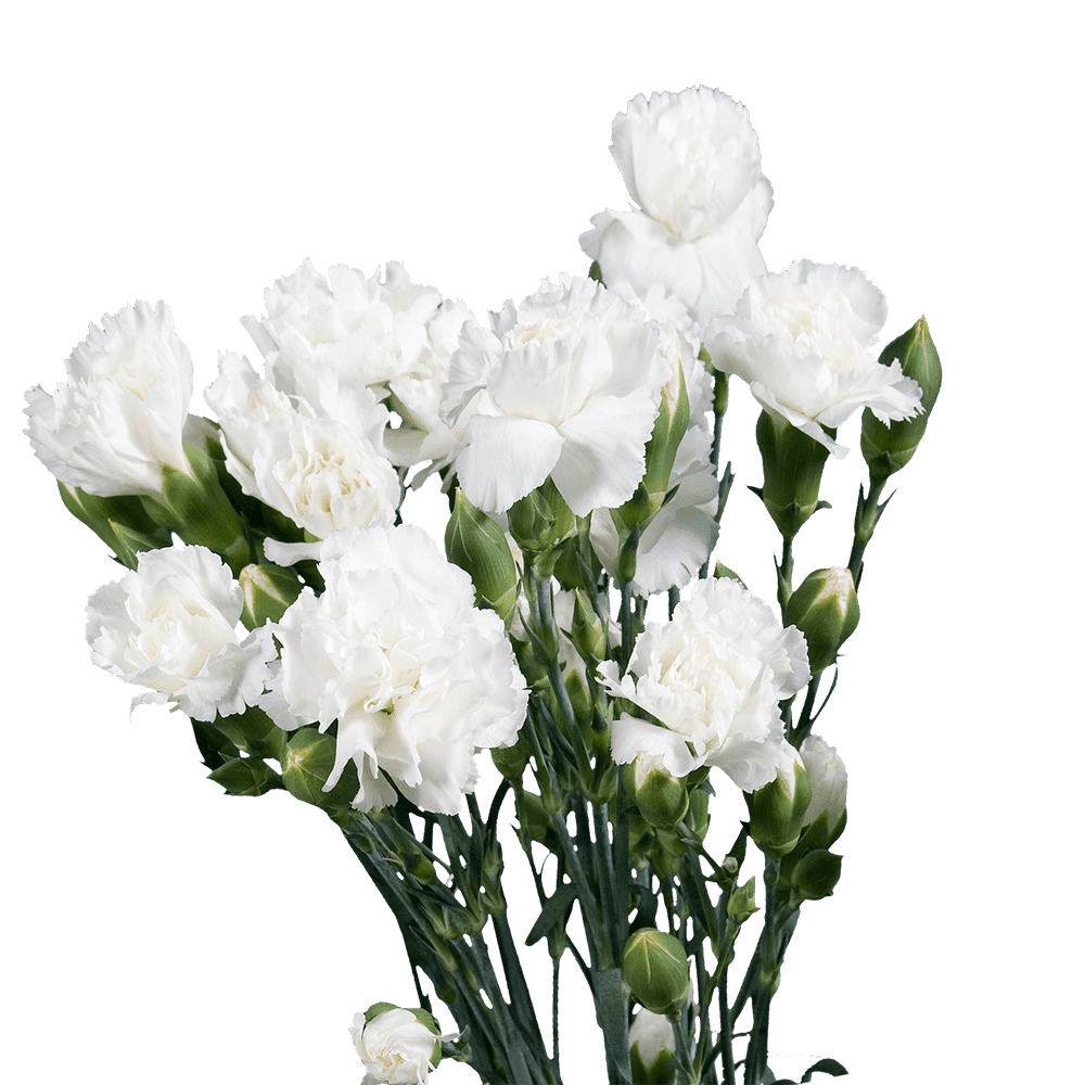 100 Stems Of White Spray Carnations Fresh Flower Delivery Walmart Com Walmart Com