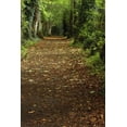thumbnail image 2 of Path Through Woods; Cahir, County Tipperary, Ireland Poster Print (24 x 38), 2 of 4