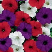 (3-Pack) ~ Easy Wave The FLAG * Trailing Petunia * 20 Pelleted Seeds