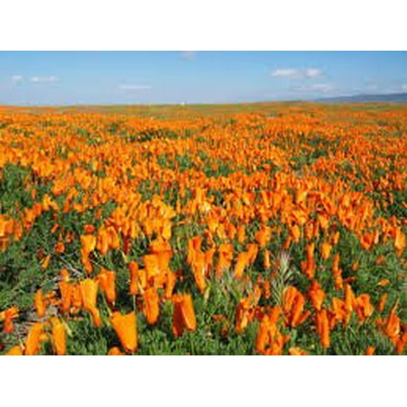 The Dirty Gardener California Orange Poppy Wildflowers - 1,000 (Best Poppy Seeds To Get High)
