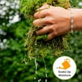 thumbnail image 4 of Premium Sphagnum Moss in 2qt. Resealable Bag, Long fibered Sustainably Harvested Moss, 4 of 5