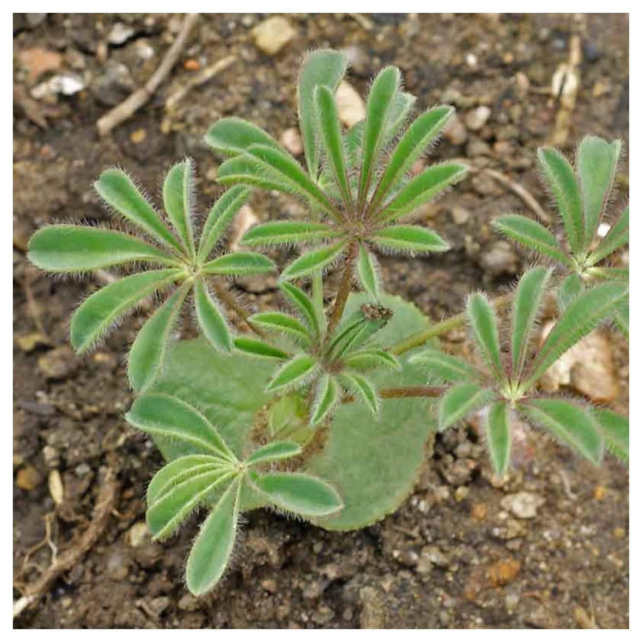 Everwilde Farms - 1 lb Yellow Lupine Native Wildflower Seeds - Gold Vault Bulk Seed Packet