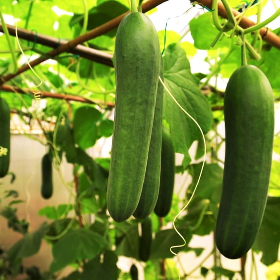 TomorrowSeeds - Persian Cucumber (Open-Pollinated) Seeds - 200  Count - For 2026 Planting US Grown