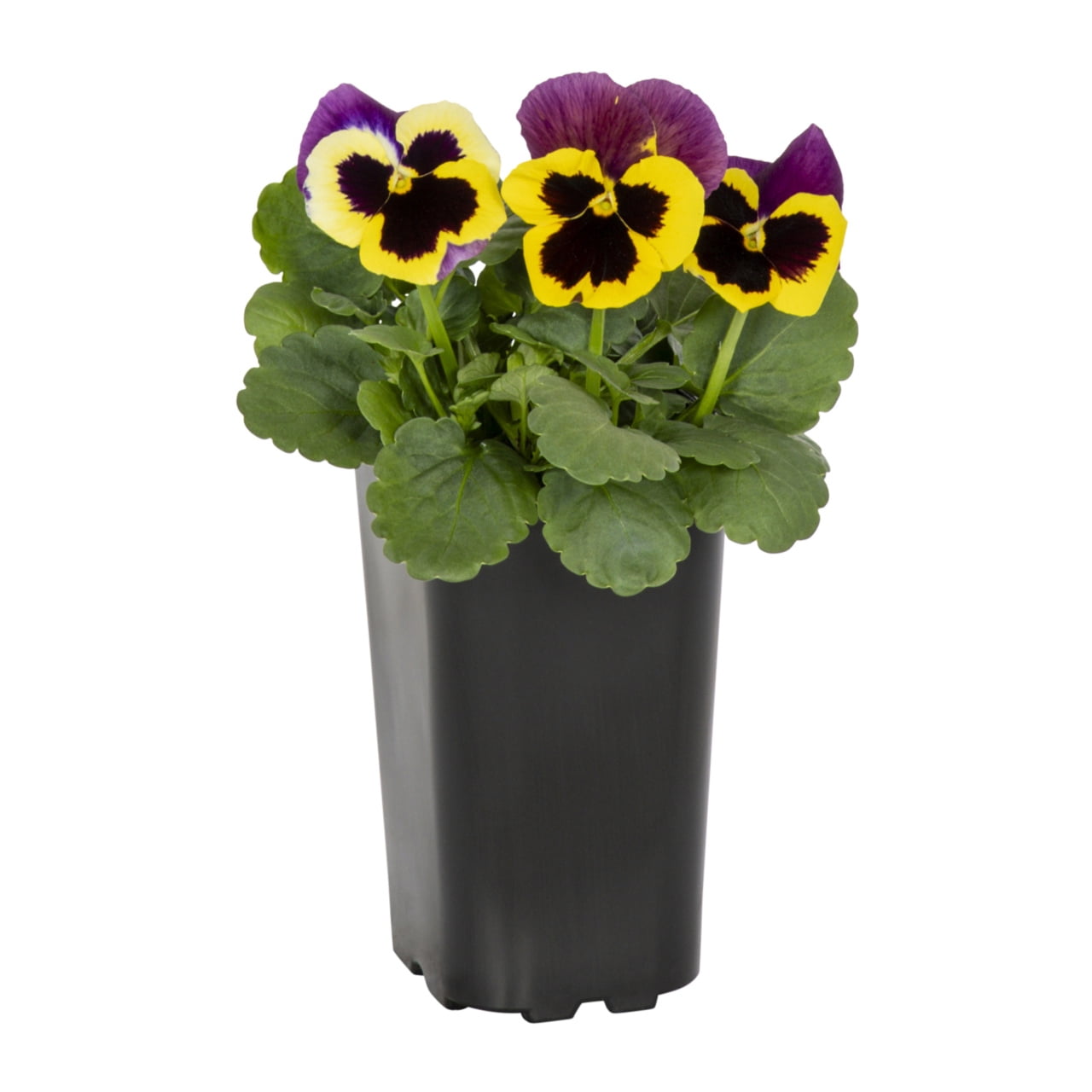 Expert Gardener 2.5QT Multicolor Pansy Live Plants with Grower Pot