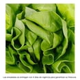 thumbnail image 2 of Lechuga mini francesa Eva hidropónica 2 piezas, 2 of 3