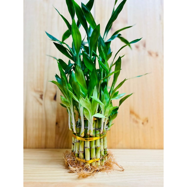 Lucky Bamboo Tower 3 Tier Arrangement