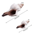 thumbnail image 2 of 3"-7" Natural Conch Shells Normal / Large Seashells for Beach Theme Party Home Decorations DIY Crafts Fish for Tank Orna, 2 of 4