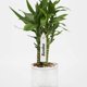 thumbnail image 4 of ZHAOCHENG 10X2CM, blanco 200 pz etiquetas planta plántulas etiqueta de plástico huerta,, 4 of 5