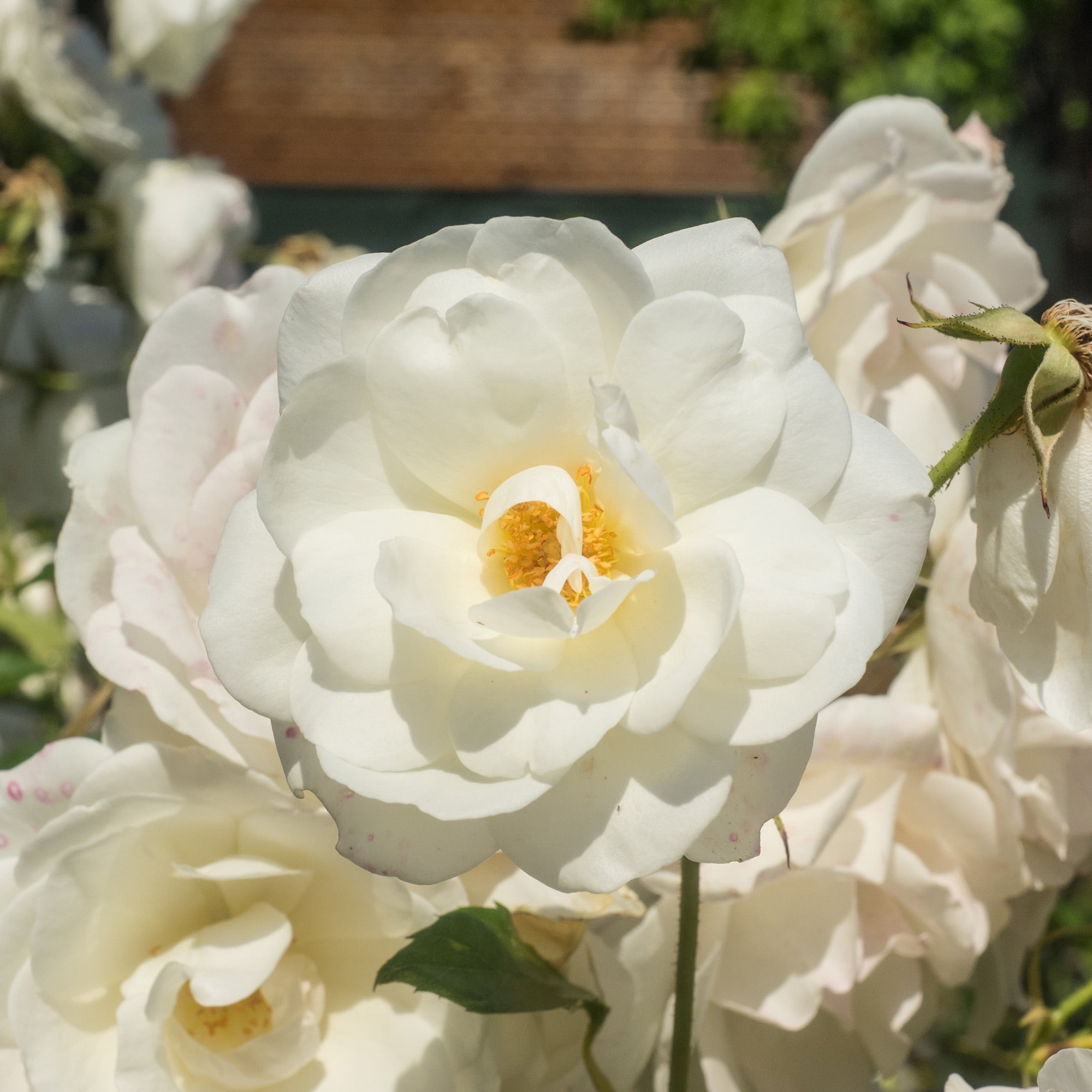 た*ん様 white rose × dwarf tatuta spore noo 3 Gal. White Drift Rose - Pure White Flowers - Walmart.com