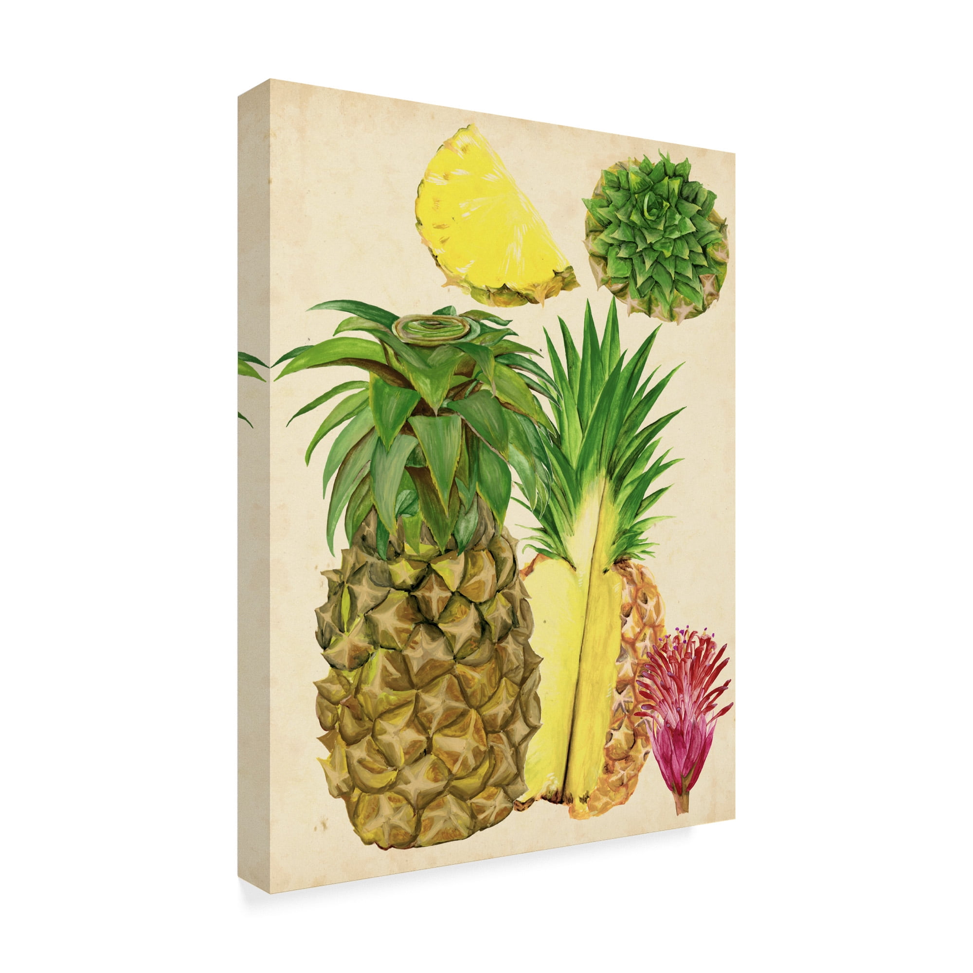Trademark Fine Art 'Tropical Pineapple Study I' Canvas Art by Melissa Wang