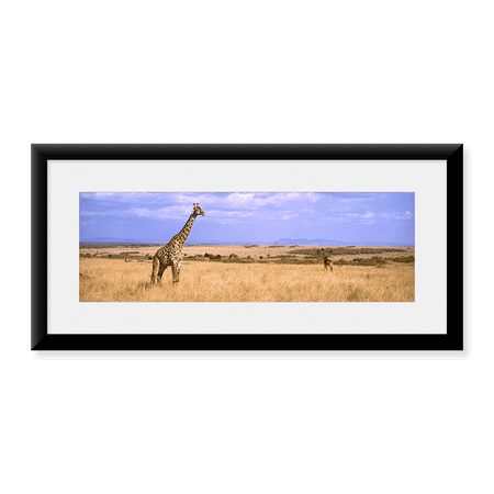 Framed Art Print, Giraffe by Panoramic Images, 25-7/8" x 9-7/8"
